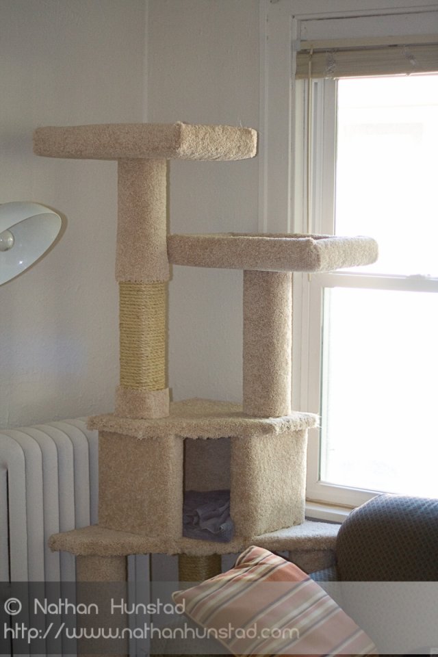 CatTree_2008-08-06_IMG_0971